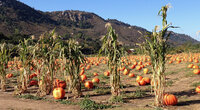 Milpa